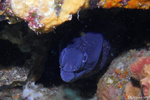 Le Pradet - Moray Eel
