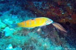 Propriano - Cuckoo fish