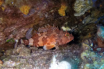 Propriano - Scorpion fish