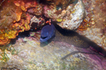 Bastia - Common moray eel