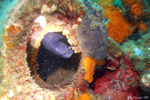 Bastia - Common moray eel