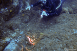 Propriano - Scorpion fish