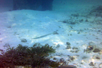 Meemu