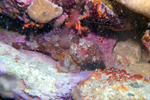 Diving in Frejus