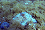 Diving in Frejus