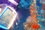 Diving in Frejus