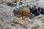 Diving in Frejus