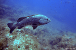 Diving at Le Pradet
