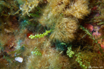 Diving at Le Pradet
