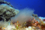 Diving at Le Pradet