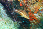 Diving at Le Pradet