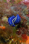 Diving at Le Pradet