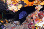 Diving at Le Pradet