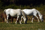 Camargue horses