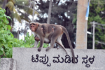 Singe près du temple Sri Chamundeshwari Devi