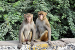 Monkeys, very present in India