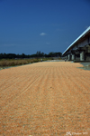 A road of maize grains