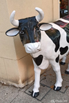 The hello from the cow