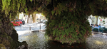The mossy fountains: a tradition in Provence