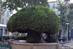 The Moussue Fountain