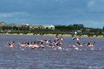 Magnifique envol des flamants roses