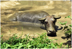 The Ox's Bath (Bohol, Philippines, 2018)