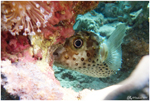Hide and seek (Red Sea, Jordan, 2018)